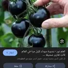 للبيع شتلات خضار