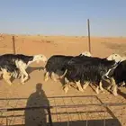 غتم نجد صنف. ( تم البيع )