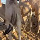 قعدان فل الفل للبيع