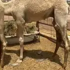قعود للبيع بلدي مسحوب من تحت امه شي مغلق مبدأ ومناسبات