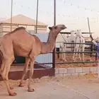 قعدان عدد 5