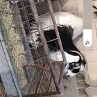 معز للبيع