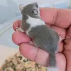 سنجاب قزم أليف