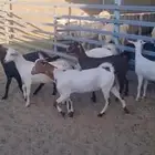 عنقان تهاميه وبيشيه