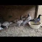 للبيع فروخ حمام زاجل