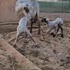 نعجه رفيدي توها والد تحتها 2