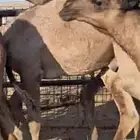 للبيع غنم معزا وبهم وحشوا