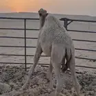قعود طيب لباني على حليب امه وعلف طيب الموقع النعيريه