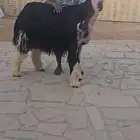 فحل نجدي معرف من الجهتين