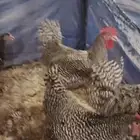 بيض الأمروك الامريكي