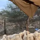 طليان ورخال للبيع