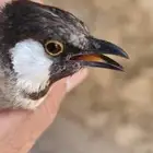 موجود جوز بلابل طفره صيد طبيعة الحبه800