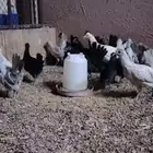 دجاج كويتي