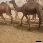 مجموعة حشو مفاريد طيبه فل العدد 10