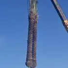 يوجد لدينا نخل للبيع