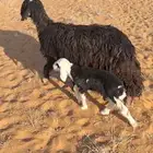 رغايث للبيع