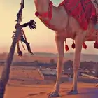 أجار جمال رحول ركبي وا خيول شعبيه عربيه بي اليوم والا اسبوع