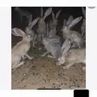 للبيع ارانب الصحرا