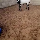 فحل هجين ينسف براسه ويده