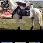 آجار جمال رحول ركبي وا خيول وا دبابات بي اليوم وا الاسبوع