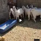 ثمانية تيوس مشاريك اعمارها فوق أربعة شهور أحوالها طيبه فوق ا