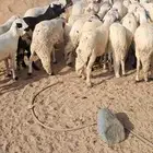 للبيع طليان سواكن شي نضيف ومقفله شحم