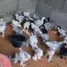 صوص براهما