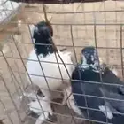 زوج اجنبي ابيض ع سوده و وزوج انقليزي اصفر ع حمره _