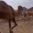 بعير شمالي كفو للبيع