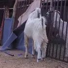 بسم الله ماشاء الله فحل ثني جرم وشعره كايفه يضرب شرط وحااا