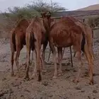 النوع قعدان برية طيبة ب الحيل ع حليب العمر 7شهور ونص