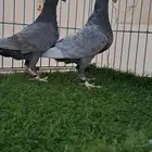 هومر اندنيشن