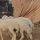 خرفان فل الفل