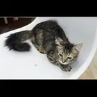 قطه شيرازي للتبني بدون مقابل