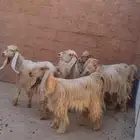 معزا صفر معرفه