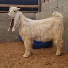 تيس عارضي اصفر