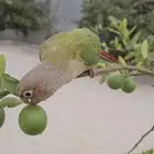 كنيور للبيع