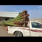 نوفر النخيل بجميع انواعه يوجد لدينا كميات كبيره جميع