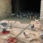 دجاج فروخ للبيع تربيه بالجمله بالفرد رقم الجوال