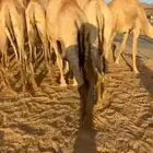 قعدان فل الفل للبيع