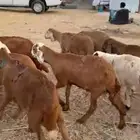 طليان 12سواكن