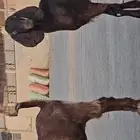 جفرتين قبرصيات جذعات مقاني سلالة فاخرة