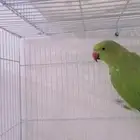 انثى دره للبيع
