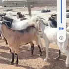 للبيع مغزا هولندي موليد 10 ومعز 23 جذعه وثنوات ورباع