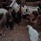 ديك برهومي