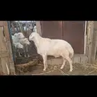 خروف فحل للبيع
