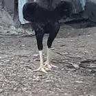 ديك سندي بيور