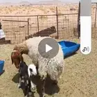 شياه متابيع نعيميه تحتها خروف ومهجنه تحتها خروف