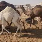 مجموعة قعدان وبكار العدد 15مفاريد طيبه