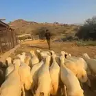 رخال رفد تأسيس